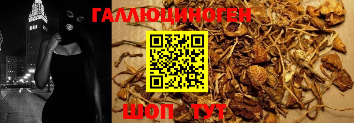 Галлюциногенные грибы Psilocybe Клинцы